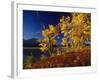 Autumn Cottonwoods, St. Mary Lake, Glacier National Park, Montana, USA-Chuck Haney-Framed Photographic Print