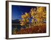 Autumn Cottonwoods, St. Mary Lake, Glacier National Park, Montana, USA-Chuck Haney-Framed Photographic Print