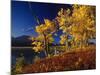 Autumn Cottonwoods, St. Mary Lake, Glacier National Park, Montana, USA-Chuck Haney-Mounted Photographic Print