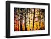 Autumn Courtain-Ursula Abresch-Framed Photographic Print