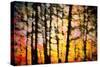 Autumn Courtain-Ursula Abresch-Stretched Canvas