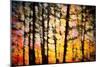 Autumn Courtain-Ursula Abresch-Mounted Photographic Print