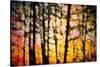 Autumn Courtain-Ursula Abresch-Stretched Canvas