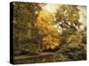 Autumn Creek-Jessica Jenney-Stretched Canvas
