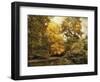 Autumn Creek-Jessica Jenney-Framed Giclee Print