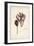 Autumn Crocus, Meadow Saffron or Naked Ladies, Colchicum Autumnale, Linn-The Younger Dupin-Framed Giclee Print