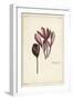 Autumn Crocus, Meadow Saffron or Naked Ladies, Colchicum Autumnale, Linn-The Younger Dupin-Framed Giclee Print