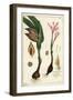 Autumn Crocus, Meadow Saffron or Naked Ladies, Colchicum Autumnale, Linn-The Younger Dupin-Framed Giclee Print