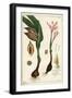 Autumn Crocus, Meadow Saffron or Naked Ladies, Colchicum Autumnale, Linn-The Younger Dupin-Framed Giclee Print