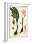 Autumn Crocus, Meadow Saffron or Naked Ladies, Colchicum Autumnale, Linn-The Younger Dupin-Framed Giclee Print