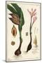 Autumn Crocus, Meadow Saffron or Naked Ladies, Colchicum Autumnale, Linn-The Younger Dupin-Mounted Giclee Print