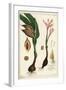 Autumn Crocus, Meadow Saffron or Naked Ladies, Colchicum Autumnale, Linn-The Younger Dupin-Framed Giclee Print