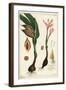 Autumn Crocus, Meadow Saffron or Naked Ladies, Colchicum Autumnale, Linn-The Younger Dupin-Framed Giclee Print