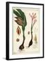 Autumn Crocus, Meadow Saffron or Naked Ladies, Colchicum Autumnale, Linn-The Younger Dupin-Framed Giclee Print