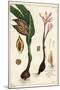 Autumn Crocus, Meadow Saffron or Naked Ladies, Colchicum Autumnale, Linn-The Younger Dupin-Mounted Giclee Print