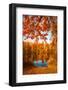 Autumn Crown-Philippe Sainte-Laudy-Framed Photographic Print