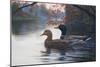 Autumn Cruise-Bruce Dumas-Mounted Giclee Print