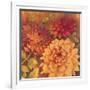 Autumn Dahlias 2-Vera Hills-Framed Art Print