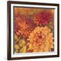 Autumn Dahlias 2-Vera Hills-Framed Art Print