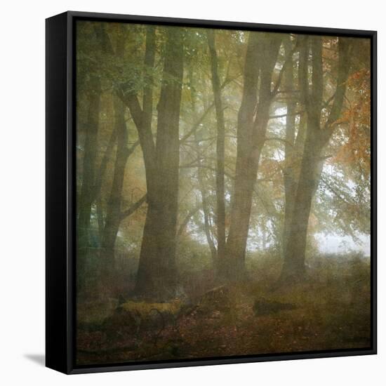 Autumn Dawn-Doug Chinnery-Framed Stretched Canvas