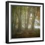Autumn Dawn-Doug Chinnery-Framed Photographic Print