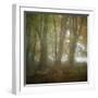 Autumn Dawn-Doug Chinnery-Framed Photographic Print