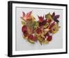 Autumn Delight-Bill Philip-Framed Giclee Print