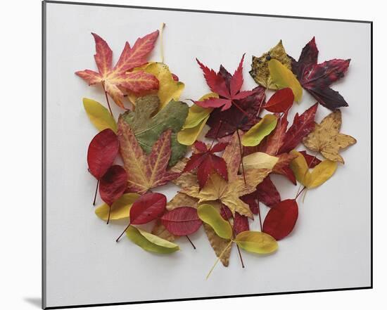 Autumn Delight-Bill Philip-Mounted Giclee Print