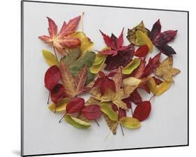 Autumn Delight-Bill Philip-Mounted Giclee Print