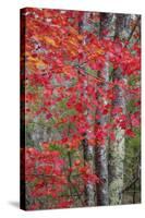 Autumn Design New England-Vincent James-Stretched Canvas