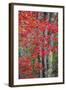 Autumn Design New England-Vincent James-Framed Photographic Print