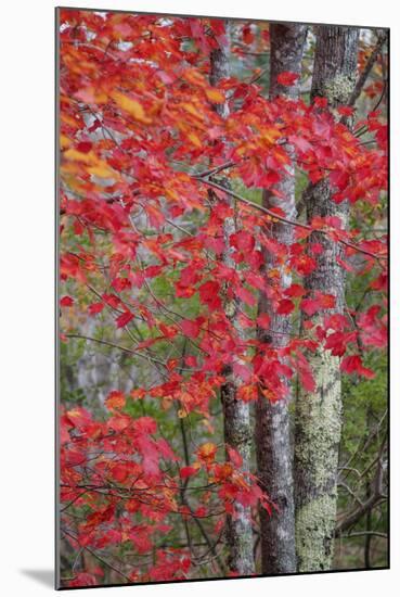 Autumn Design New England-Vincent James-Mounted Photographic Print