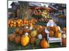 Autumn Display of Pumpkins New England, Maine, USA-Jaynes Gallery-Mounted Premium Photographic Print