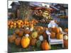 Autumn Display of Pumpkins New England, Maine, USA-Jaynes Gallery-Mounted Photographic Print