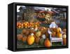 Autumn Display of Pumpkins New England, Maine, USA-Jaynes Gallery-Framed Stretched Canvas