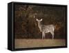 Autumn Doe-Jai Johnson-Framed Stretched Canvas