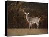 Autumn Doe-Jai Johnson-Stretched Canvas