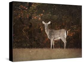 Autumn Doe-Jai Johnson-Stretched Canvas