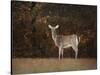 Autumn Doe-Jai Johnson-Stretched Canvas