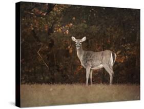 Autumn Doe-Jai Johnson-Stretched Canvas