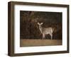 Autumn Doe-Jai Johnson-Framed Giclee Print