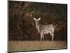 Autumn Doe-Jai Johnson-Mounted Giclee Print