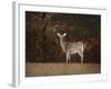 Autumn Doe-Jai Johnson-Framed Giclee Print