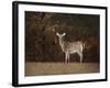 Autumn Doe-Jai Johnson-Framed Giclee Print