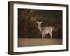 Autumn Doe-Jai Johnson-Framed Giclee Print