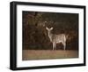 Autumn Doe-Jai Johnson-Framed Giclee Print