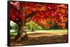 Autumn Dream-Philippe Sainte-Laudy-Framed Stretched Canvas