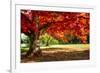 Autumn Dream-Philippe Sainte-Laudy-Framed Photographic Print