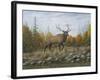 Autumn Elk-Robert Wavra-Framed Giclee Print