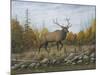 Autumn Elk-Robert Wavra-Mounted Giclee Print